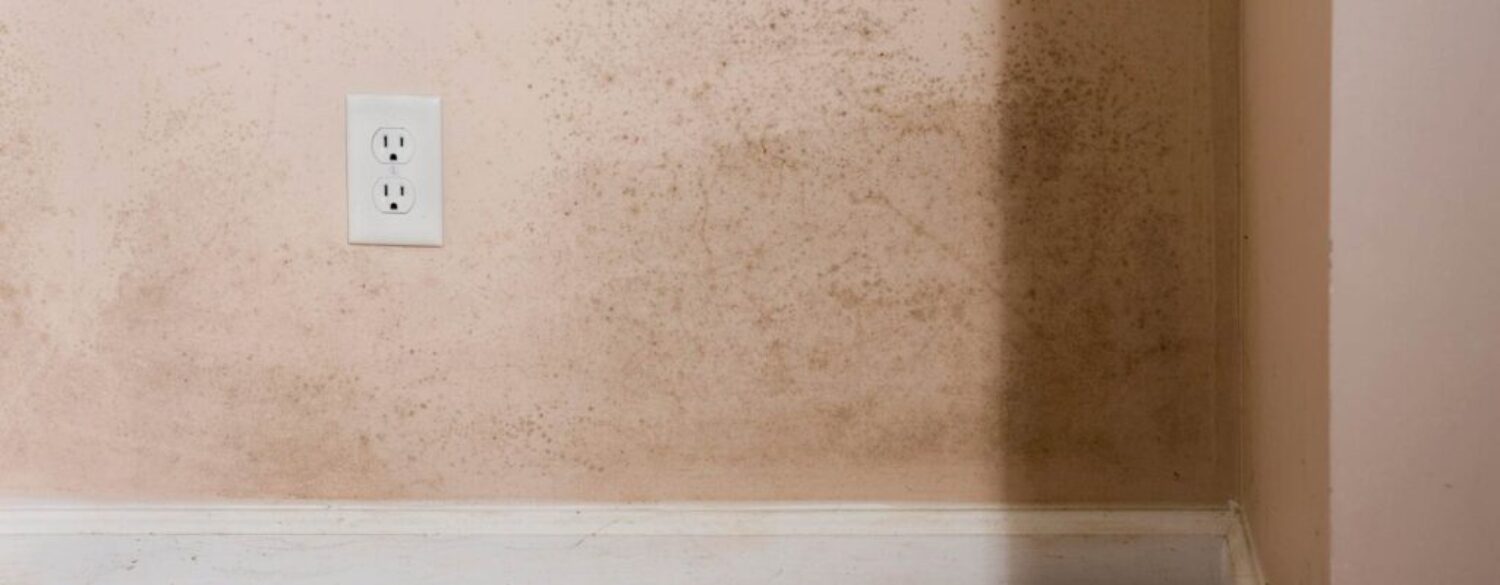 How to Prevent Mold in Your Home