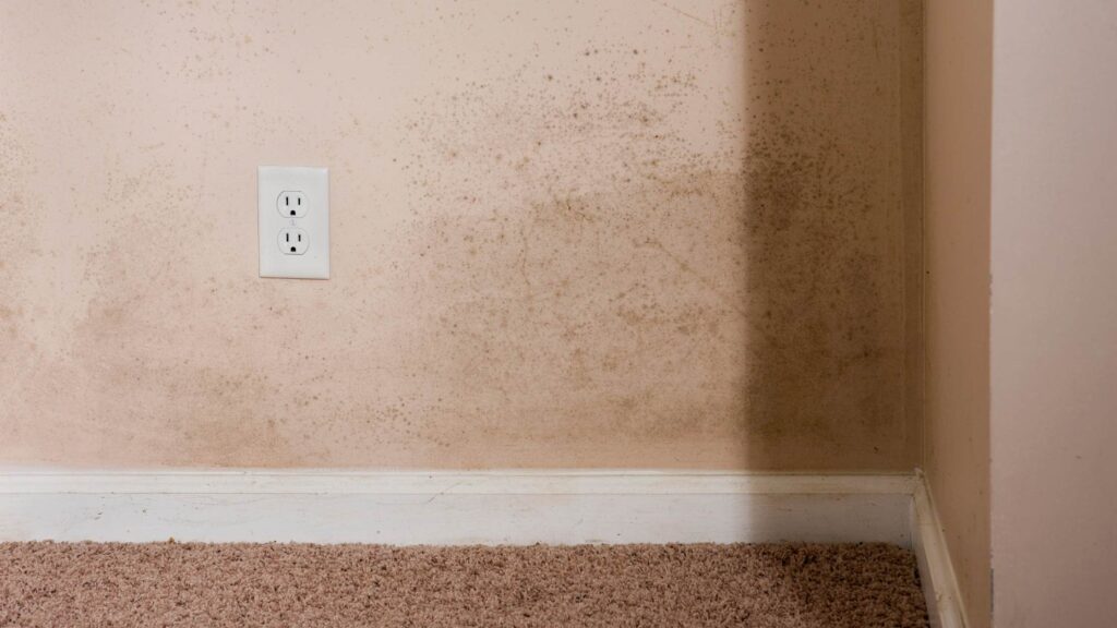 How to prevent mold in your home, blog, South Sound Inspections