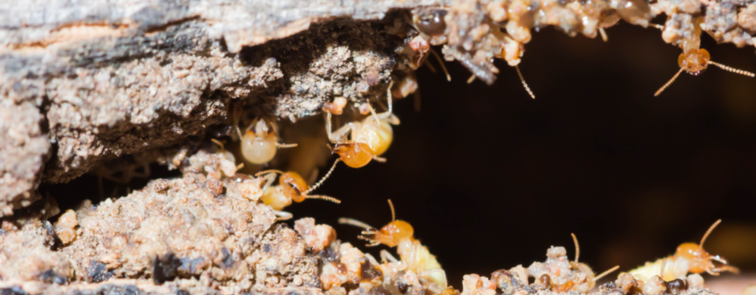 Dealing With Termites in Your Home