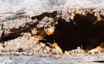 How to Prevent, Identify and Eliminate Termites, Blog Post, South Sound Inspections